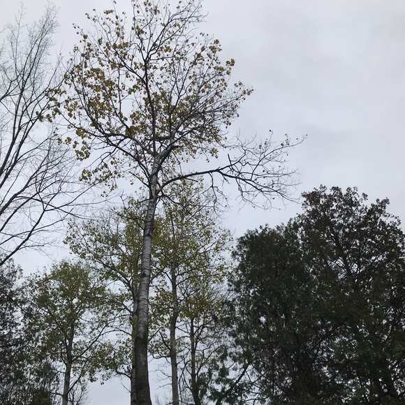 Meet your Posher, Samantha - Picture 1 of 1